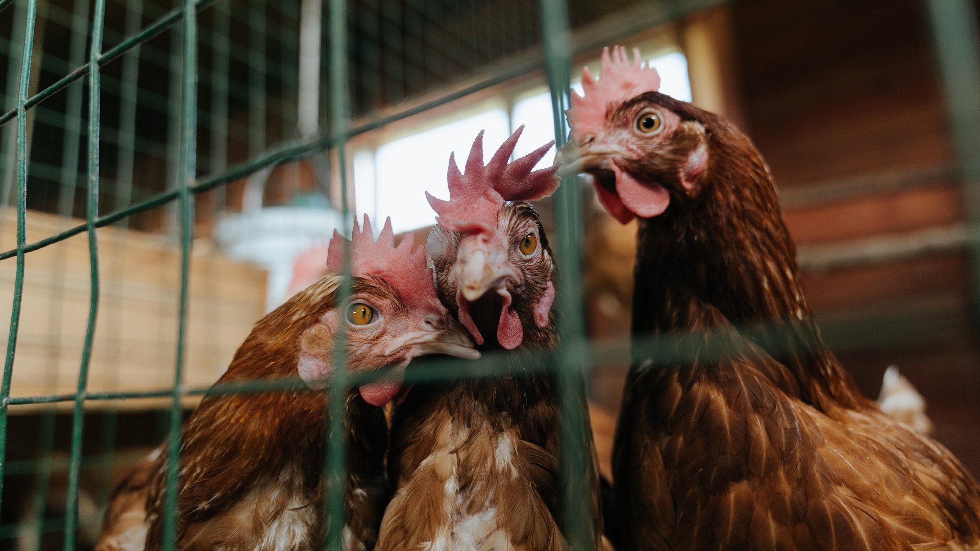 不止于战术，富安健洋如何成为全队节奏的箭头人物，切尔西又是怎样带走加纳