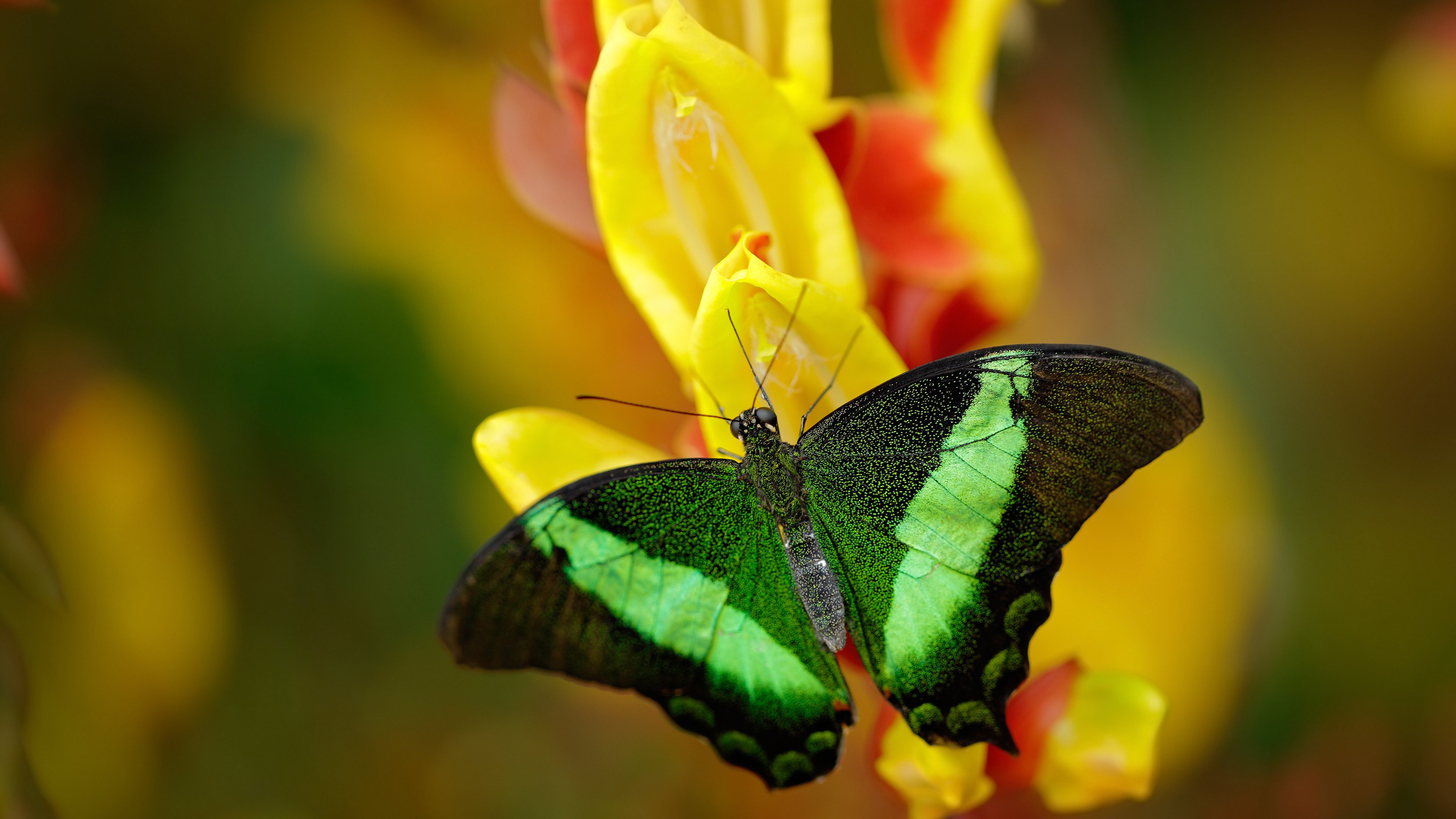 球场与战场，当NBA季后赛的战术板遇上乌克兰的越位进攻