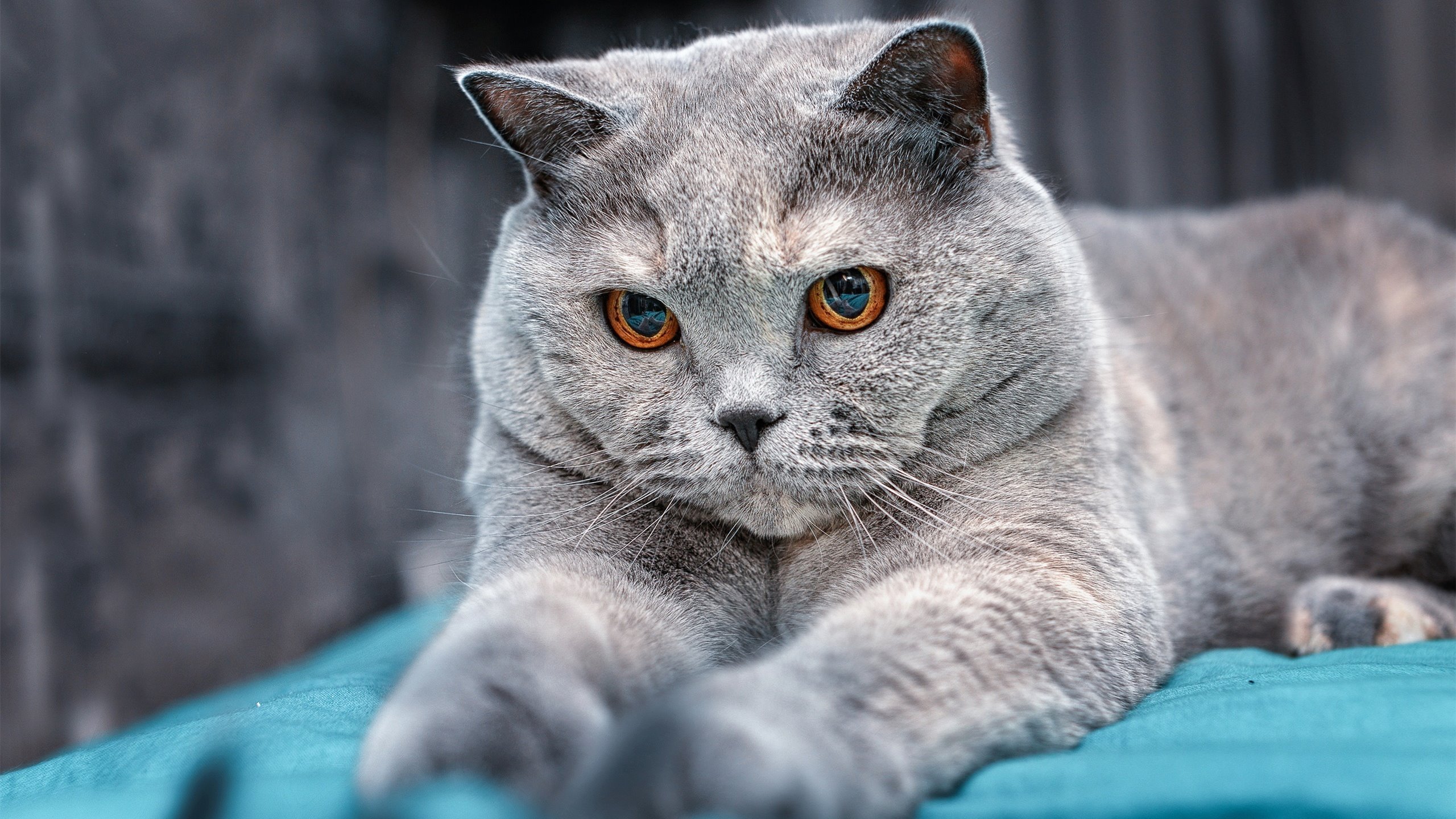 桥，当北京篮球记忆遇见火箭红与哈利伯顿的弧线