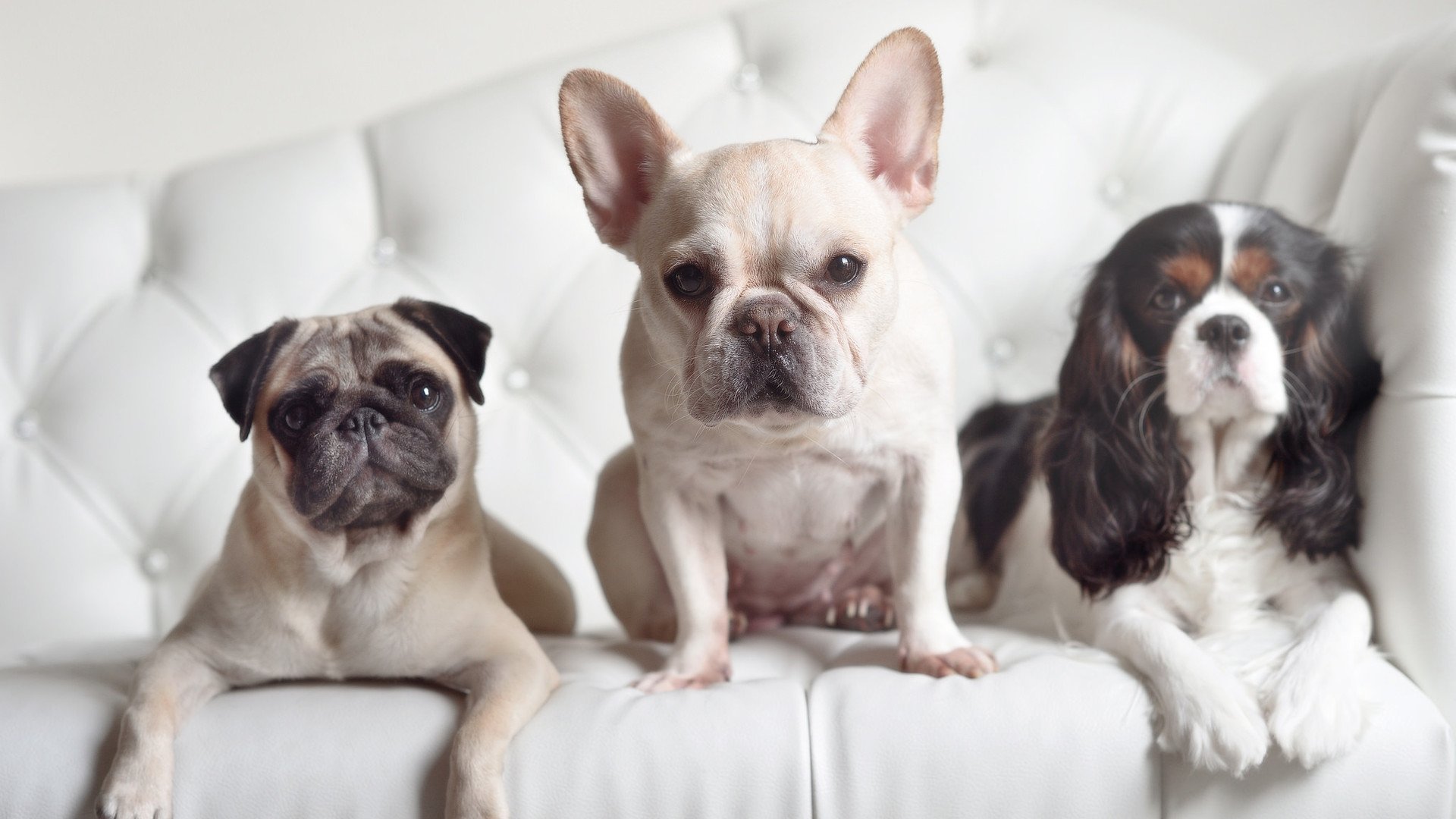 卡瓦哈尔一锤定音，委内瑞拉与马赛的跨界对决中的唯一胜负手