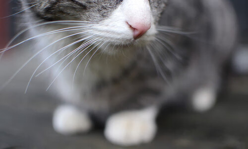 1.黄黑旋风席卷北非！多特蒙德摩洛哥行，哈兰德魔王降世燃爆全场