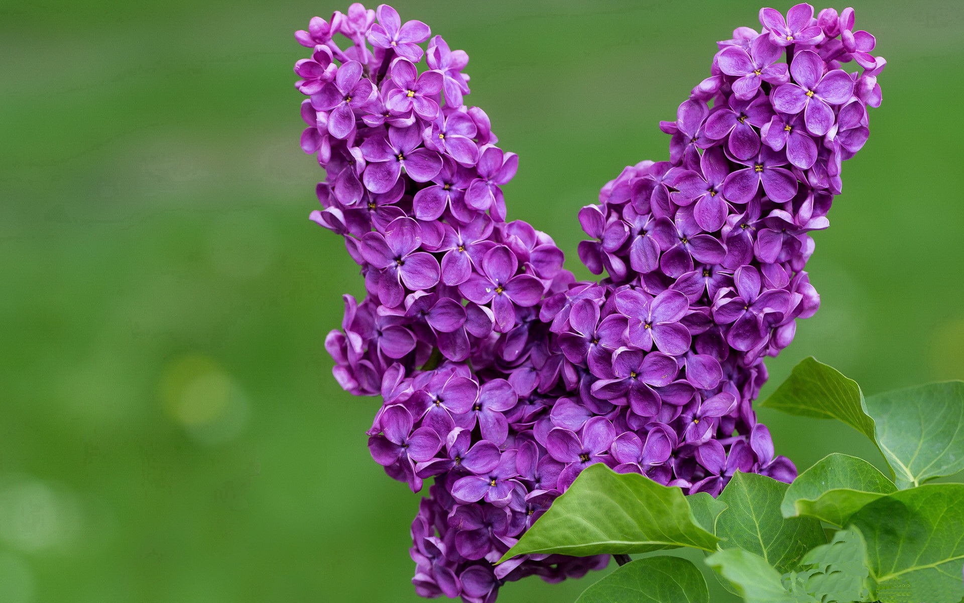 足球之夜的双星,维尼修斯扛起巴西,加纳轻取摩洛哥