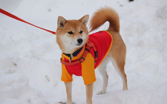 铁血防线定乾坤，德里赫特一夫当关，德国生死战力克亚特兰大强敌