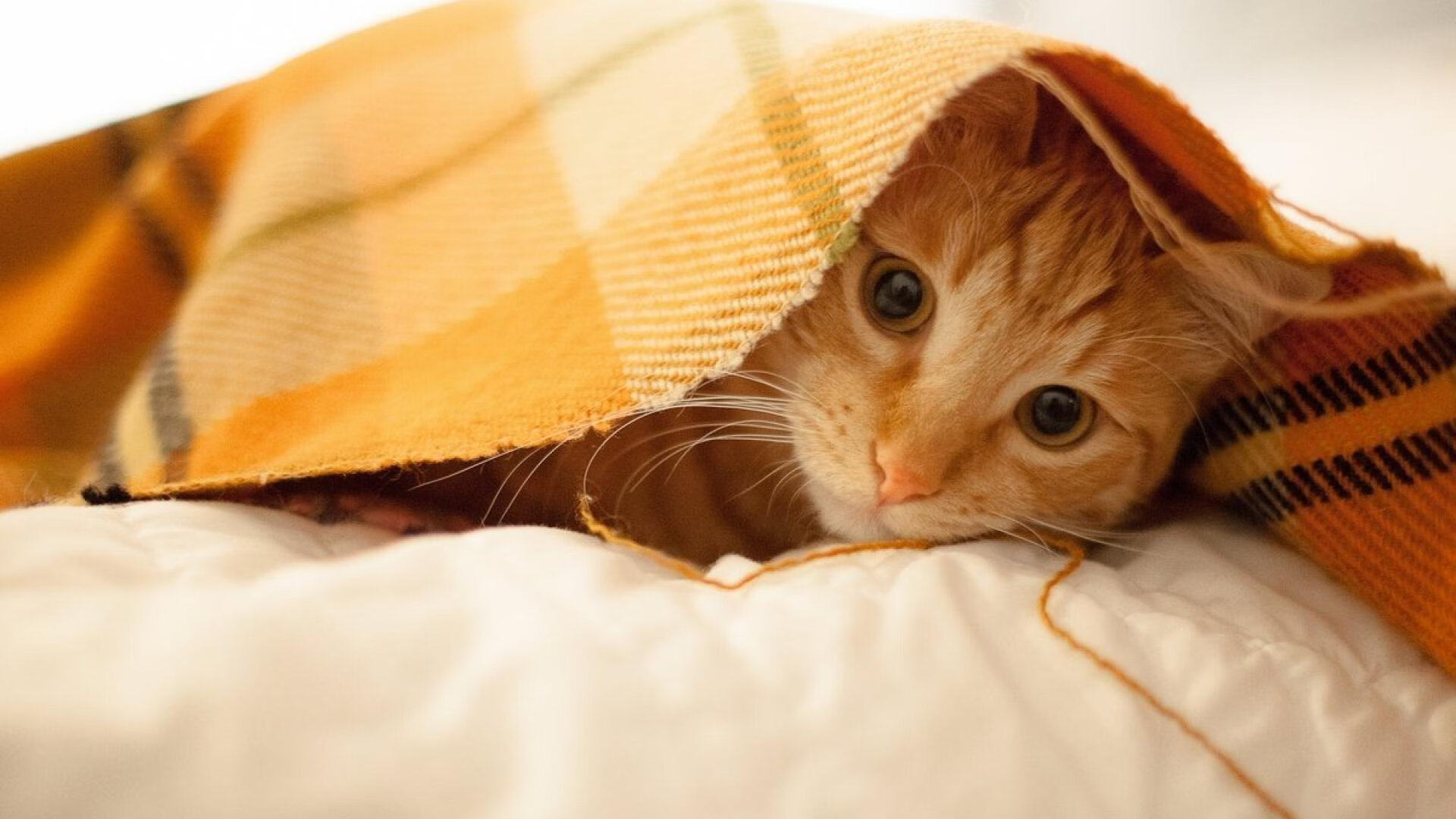 跨界唯一性,当火箭单节击溃国王,浓眉在欧冠决赛封神