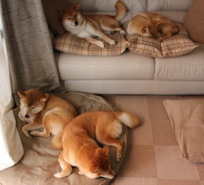 觉醒的猎鹰,当布克的三分箭,射穿森林狼的寒夜