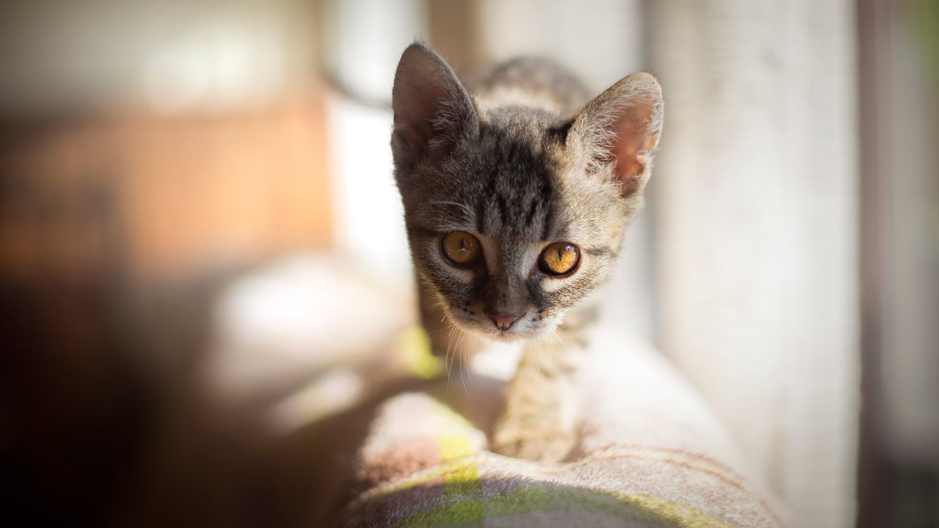 王者节奏,奥运周期关键战夜,内马尔如何用个人魔法点燃全队引擎