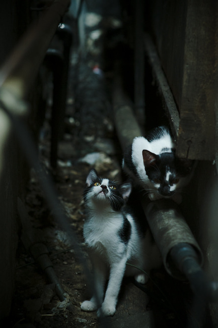 孤星与群狼,当东契奇扛起独行侠,鹈鹕用战术铁链锁住老鹰