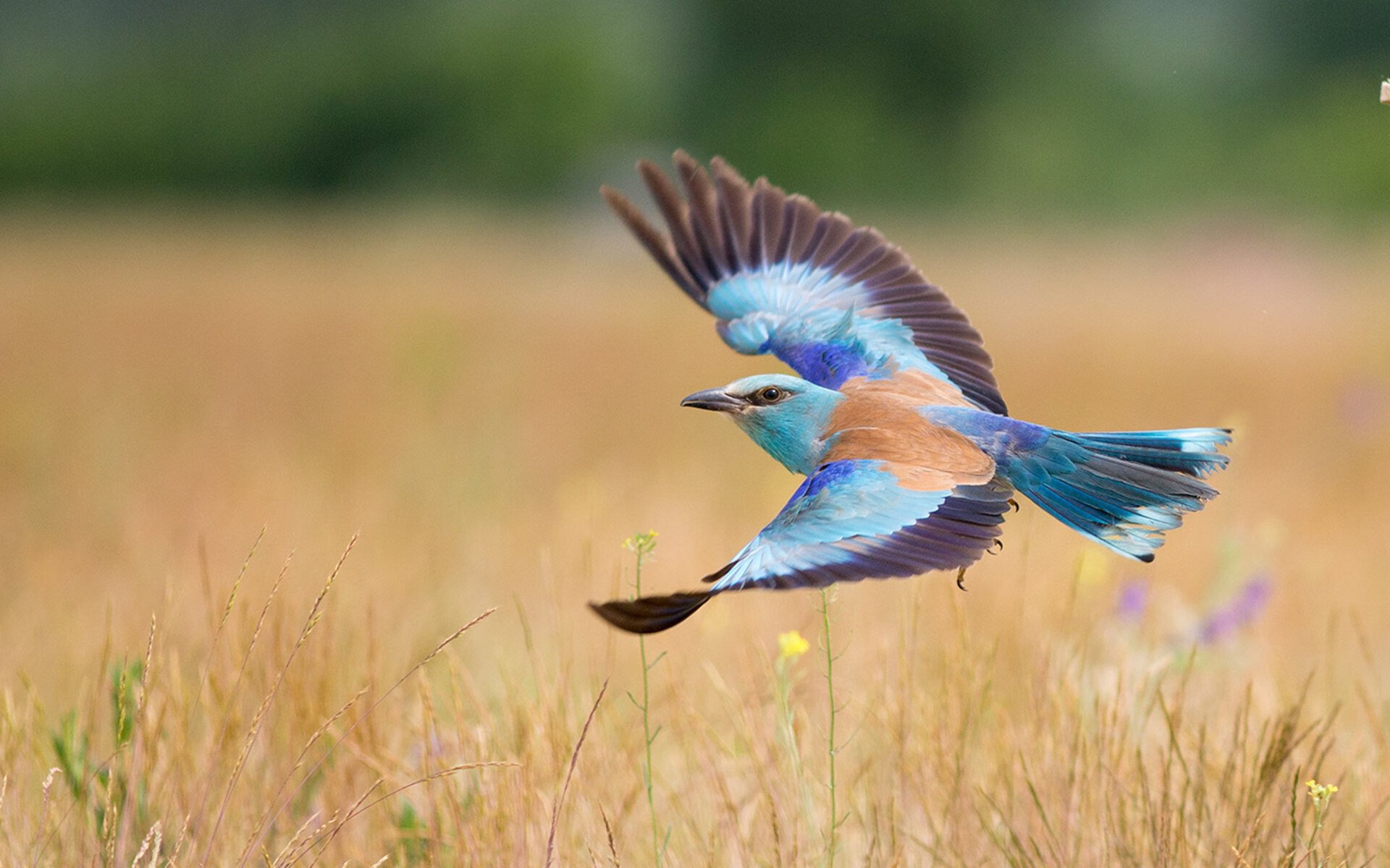 那一夜,时间向他臣服—记库尔图瓦的叹息之墙