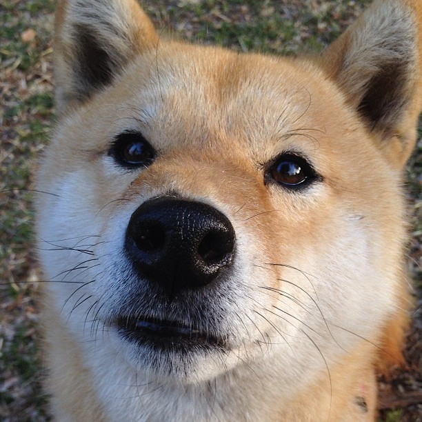 孤岛与海啸，哈兰德统治攻防之夜，智利群星淹没北欧海盗