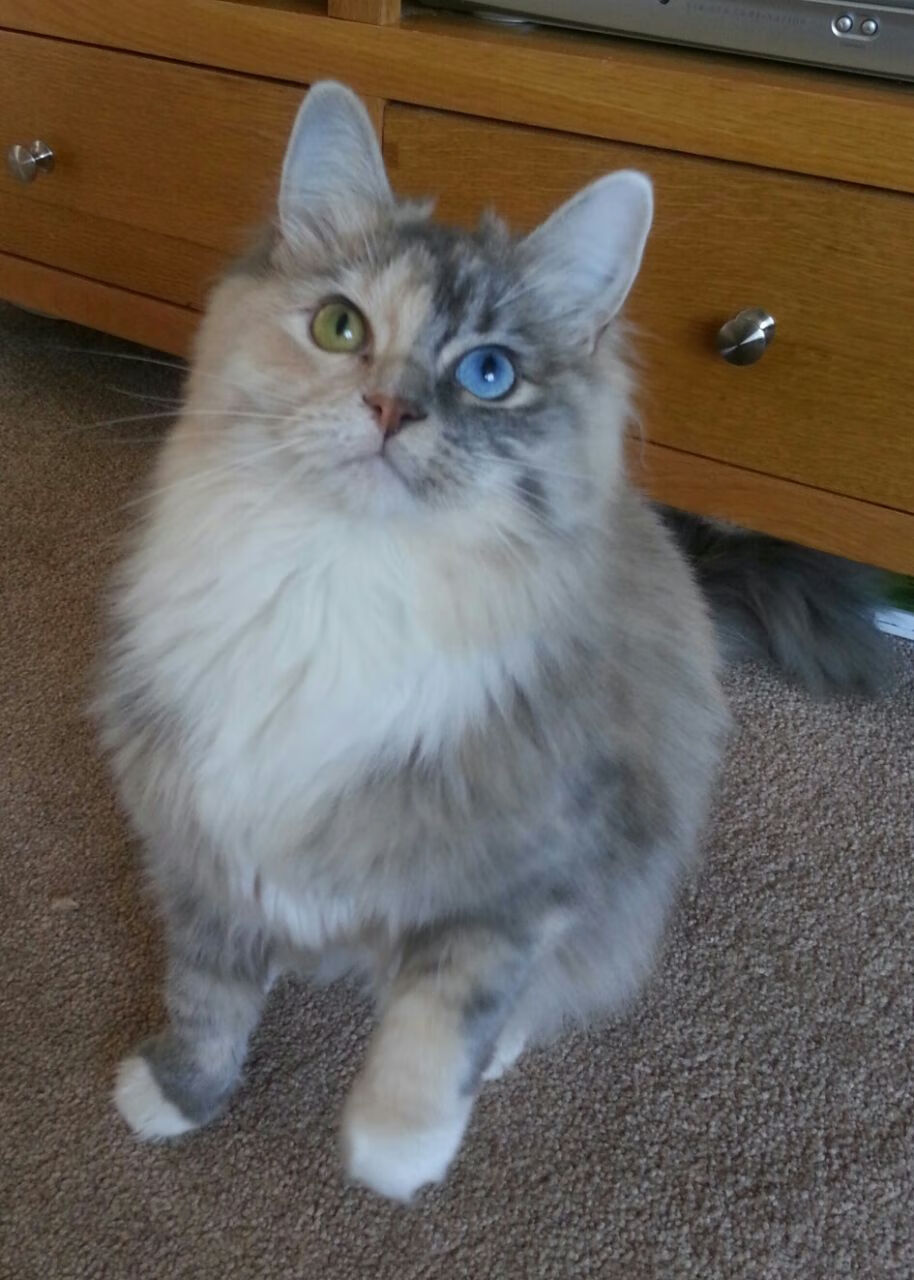 从沉寂到爆发，阿拉巴的制胜一击，南非力克哥斯达黎加