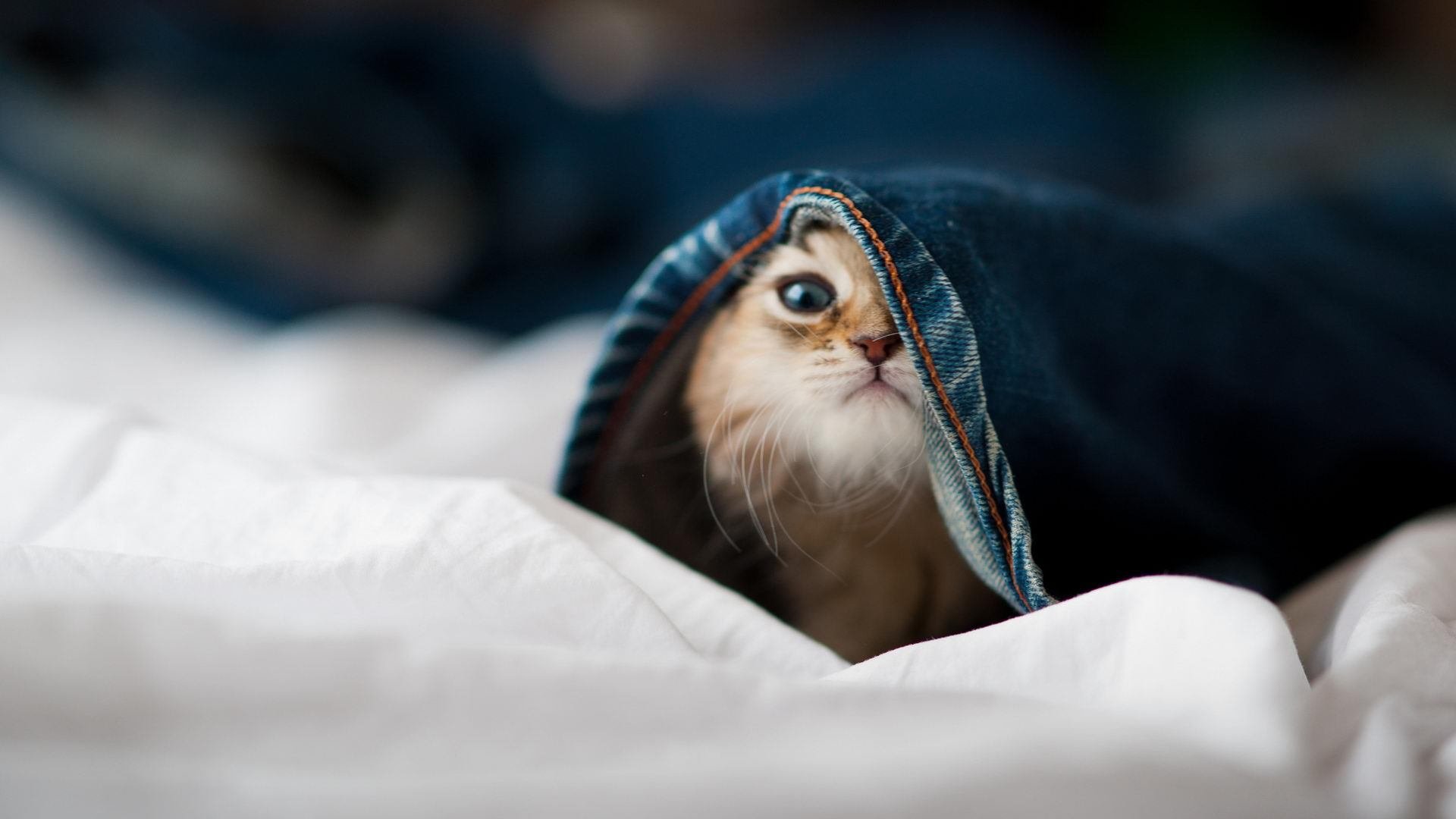 钢铁防线对关键先生，凯尔特人如何用连续得分狂潮锁死雄鹿，布伦森一剑封喉