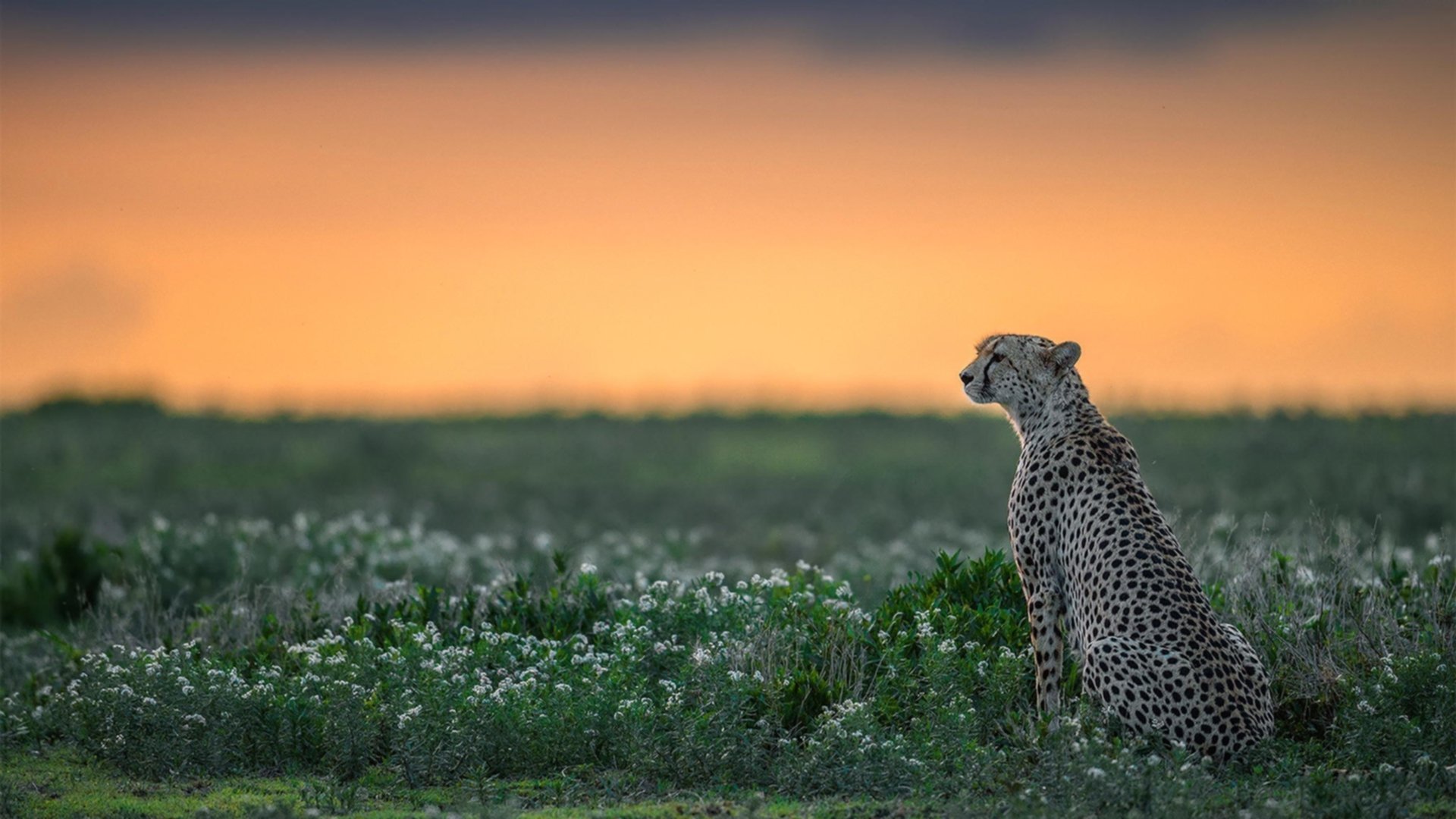 绿鹰翱翔压制橙潮,哈弗茨连珠炮拉开胜局