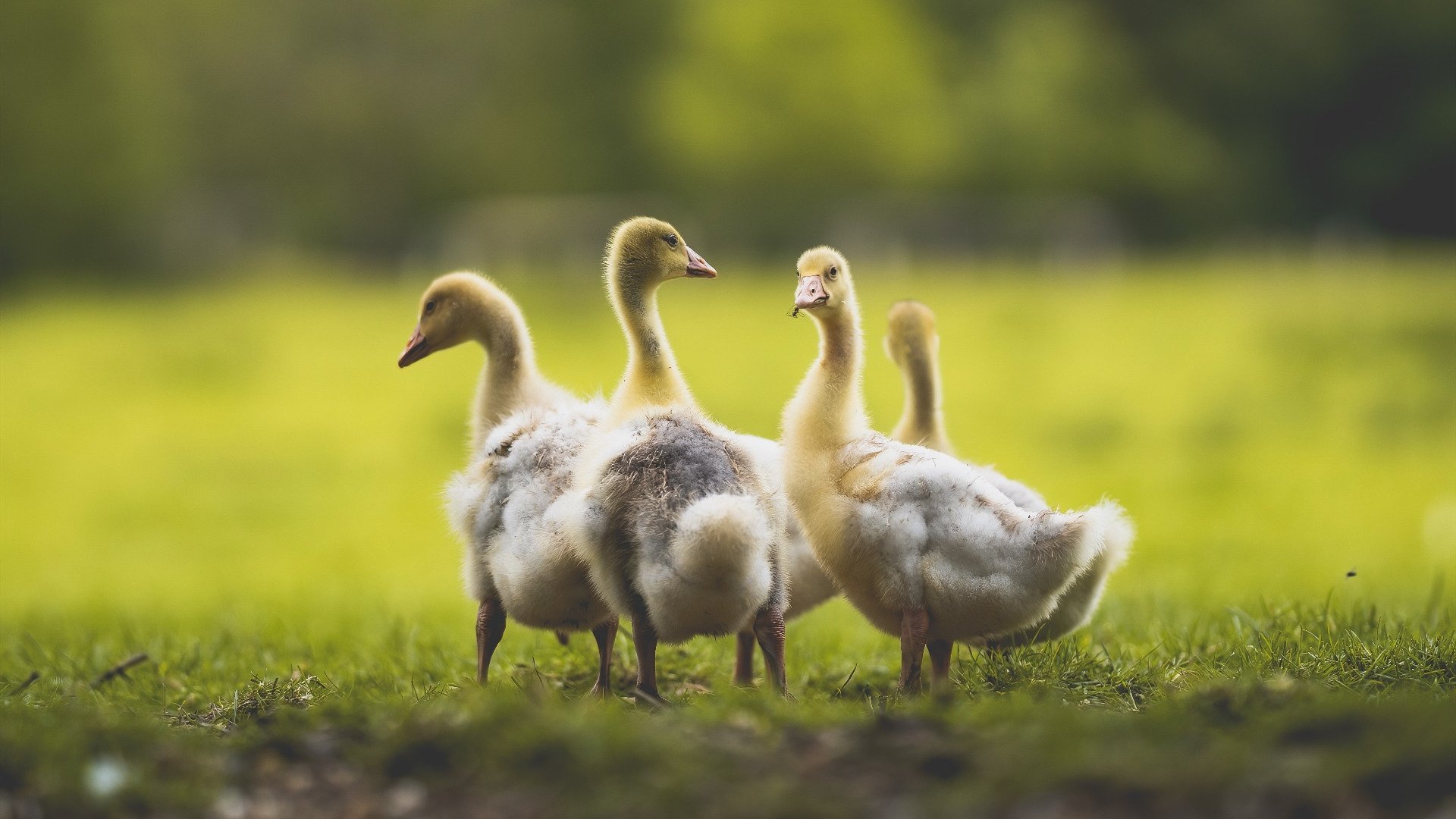 北欧风暴与非洲黑星的碰撞,吉鲁,那道穿越时空的闪电